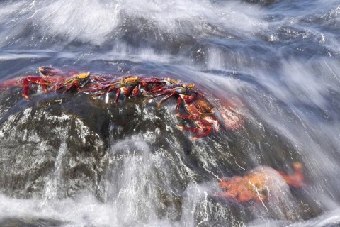 Red cliff crab