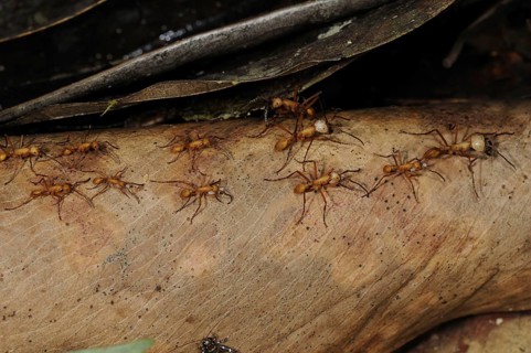 Adult red army ant