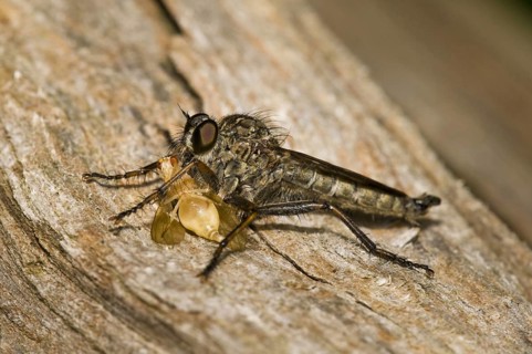 Robber Fly