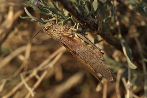 Egyptian migratory locust