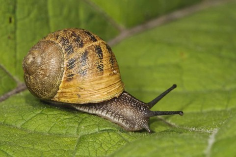 Garden Snail