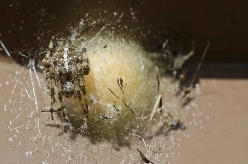 Garden cross spider