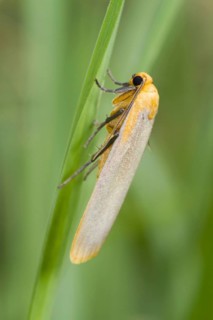 Buff Footman