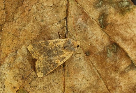 Xanthia gilvago