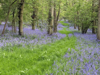 Bluebell