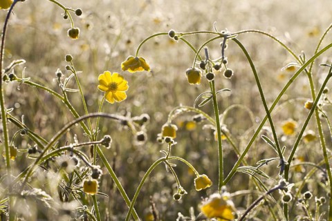 Meadow Buttercup