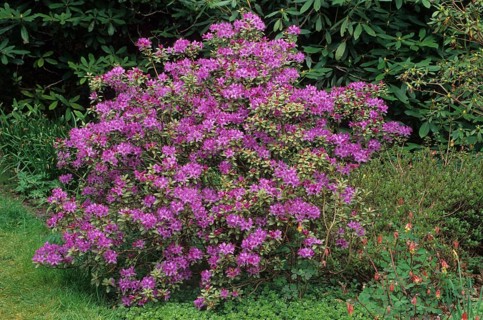 Rhododendron