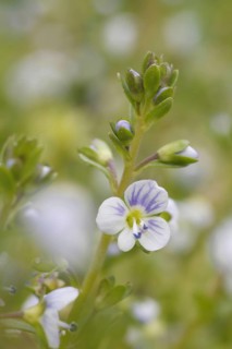 Thyme-leaved Speedwell flowering