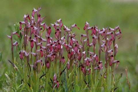 Flowering tongue-orchid