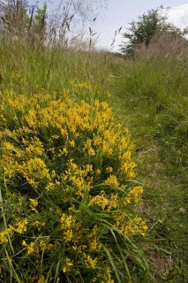 Dyer's Greenweed flowering