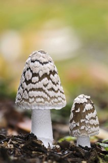 Magpie fungus