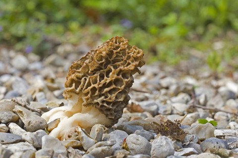 Common Morel