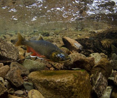Arctic char