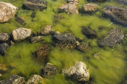 Algae between rocks in brackish water
