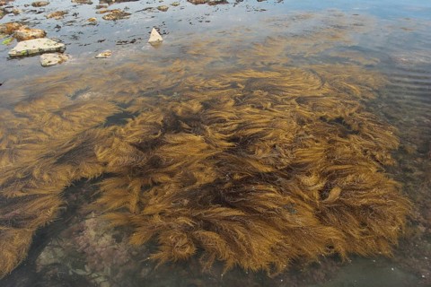 Japanese japanese wireweed