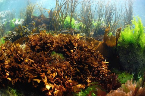False Irish moss