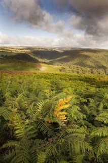 View over ferns swaying in the breeze with clouds