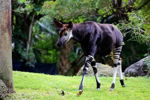 Okapi