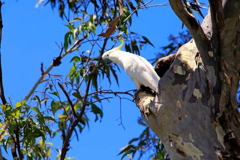 Sulphur-crested cockatoo