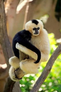 Northern white-cheeked gibbon