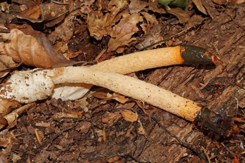 Common dog rod