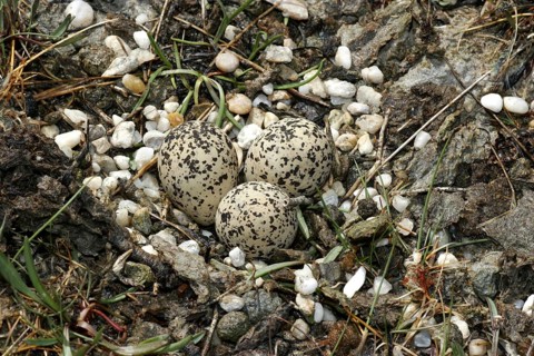 Kentish Kentish Plover