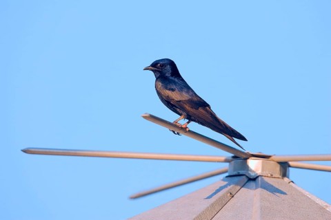 Purple martin