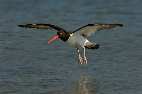 American Oystercatcher