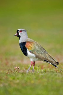 Southern lapwing