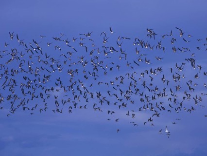 Red-winged Pratincole