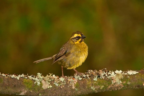 Black-striped Brush-finch