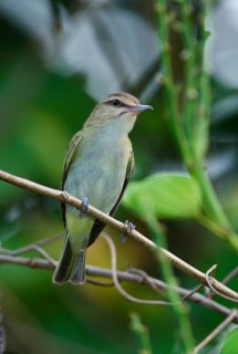 Black-whiskered Vireo