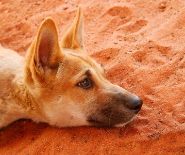 Dingo