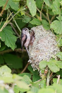 Long-tailed tit