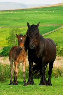 Fell Pony
