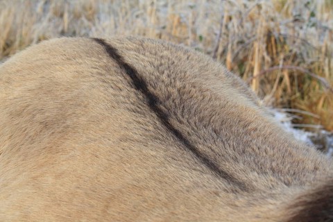 Konik Horse