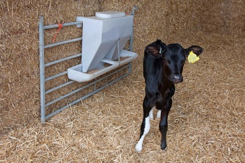 Domestic cattle