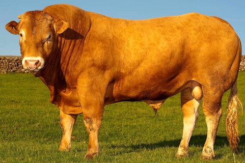 Domestic cattle