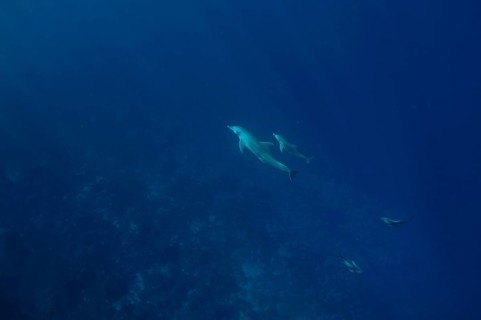 Indo-pacific bottlenose dolphin