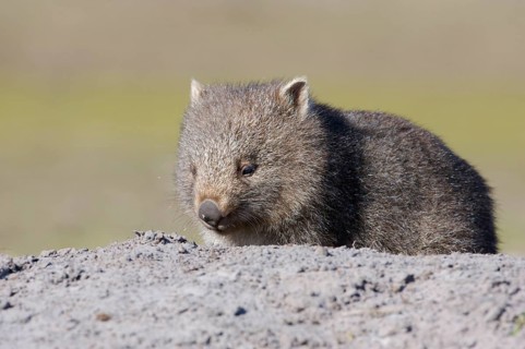 Naked-nosed wombat