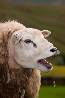 Domestic Sheep