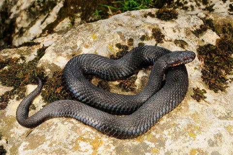 European Adder