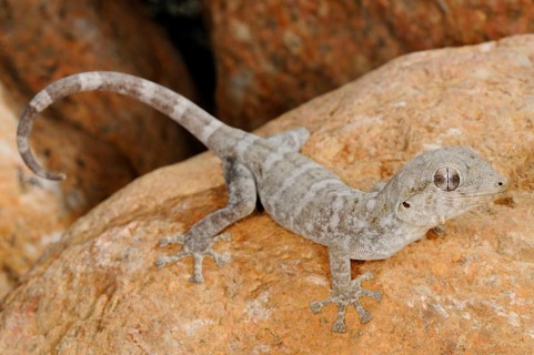 Socotra Giant Gecko