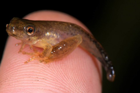 Tree frog