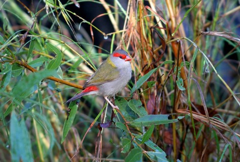 Red-browed finch