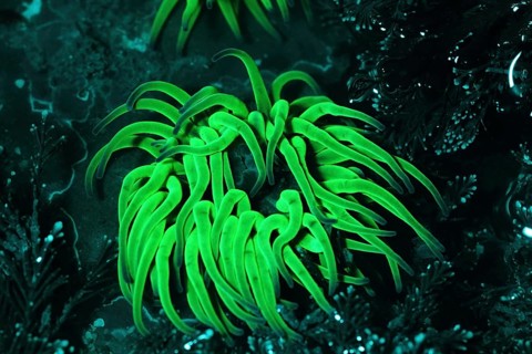 Opelet anemone