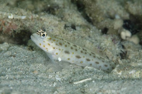 Gold-speckled Shrimpgoby