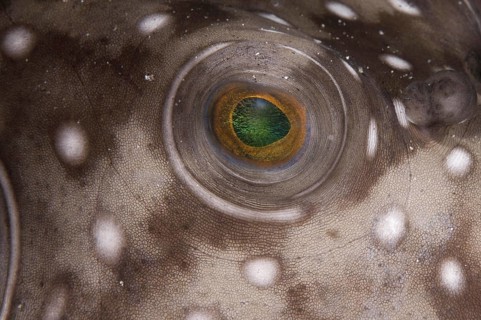 White-spotted pufferfish