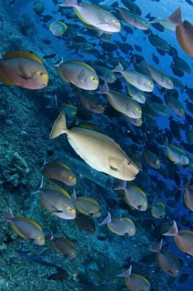 Humpnose Unicornfish