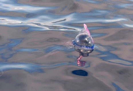 Portuguese Man of War